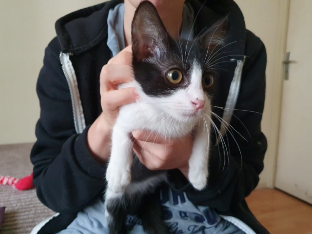 ROBIN, chaton mâle - né en mars 2021 - En FA chez Valérie (92) - Adopté par Lucrèce (92) 1_911