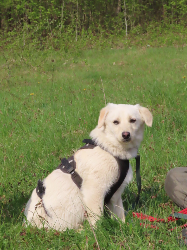 ROCKET (ex RUBAN) - chiot mâle, typé labrador, de taille moyenne à l'âge adulte - né environ en octobre 2022 - REMEMBER ME LAND - Adopté par Elodie (67) 1_953