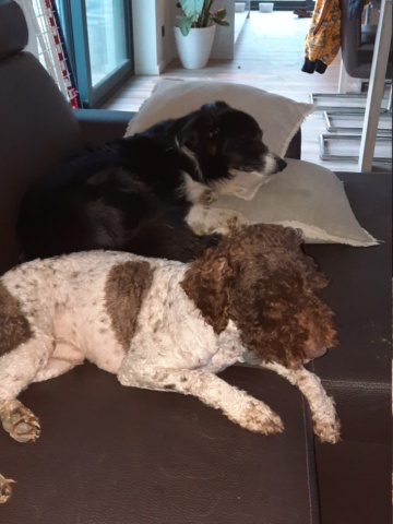 KIKO (ex TICO) - mâle lagotto, de taille petite à moyenne, né environ en mars 2019 - REMEMBER ME LAND - ADOPTE PAR ASTRID (Belgique) 20210134