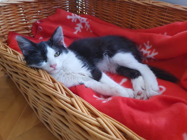 OCHO (ex AUREL) - chaton mâle, né environ en fin avril 2021 - REMEMBER ME LAND - en FA chez ABYSSE (92) - Adopté par Pierre-Alain (92) 20210142