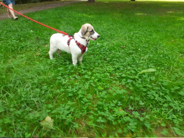 SIRENA - chiot femelle , de taille petite à moyenne à l'âge adulte - née environ en avril 2021 - Adoptée par Nicole (78)  20210155