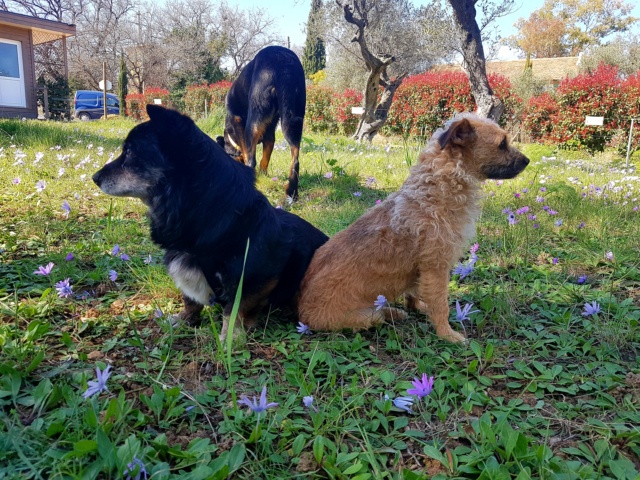 TEDDY (ex ROSSIGNOL) - mâle, de petite taille, né environ en 2010 (fourrière de ROMAN) - REMEMBER ME LAND - adopté par Monika (83) 20210419