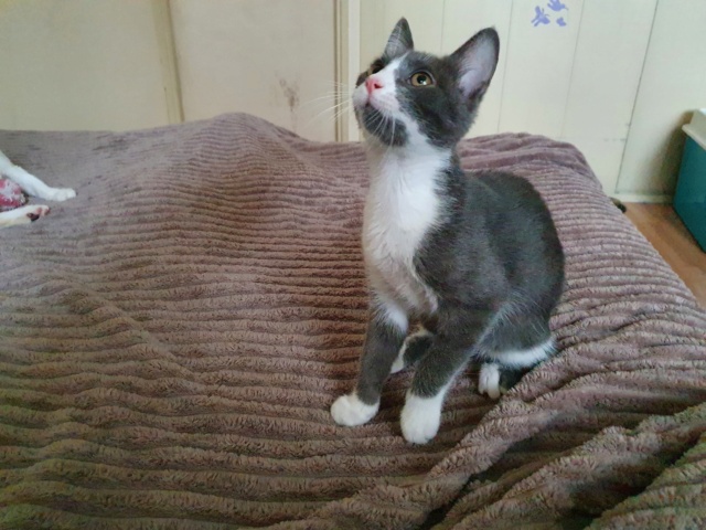 LEANY (ex BATMAN) , chaton mâle - né en mars 2021 - en FA chez Abysse (92) - Adopté par Benoit (75) 20210722