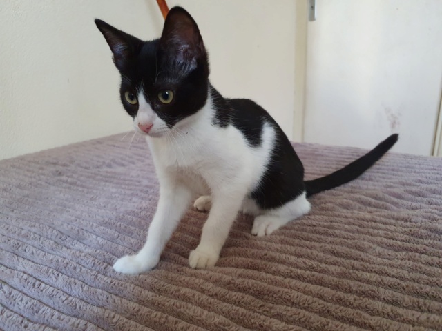 FERGUS (ex NINJA) - chaton mâle, né environ mars 2021 - adopté par Nina (92)  20210724
