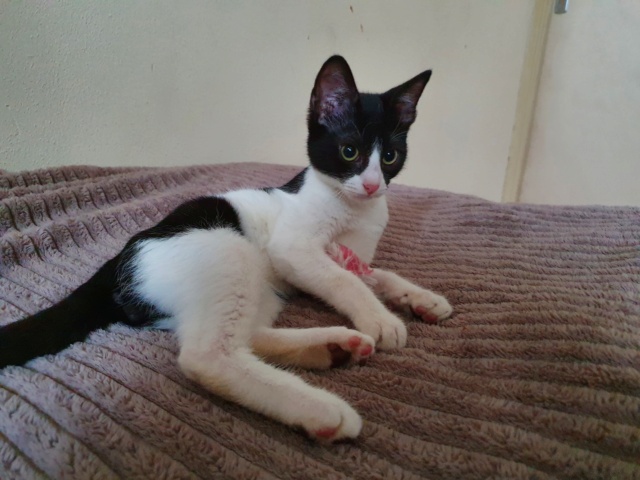 FERGUS (ex NINJA) - chaton mâle, né environ mars 2021 - adopté par Nina (92)  20210726