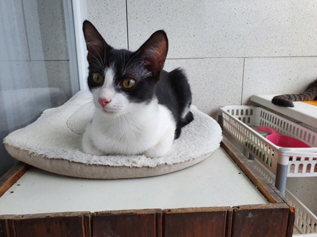 ROBIN, chaton mâle - né en mars 2021 - En FA chez Valérie (92) - Adopté par Lucrèce (92) 20210819
