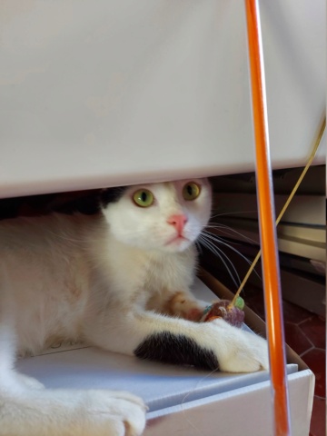 FRODON - chaton mâle, né environ en avril 2021 - Chez Carmina (Bucarest-Roumanie) - en FA chez Laurie (13) - Adopté par Leila (13) 20220188
