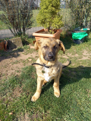 FIDELE (ex GANDIA) - chiot mâle, de petite taille à l'âge adulte - né environ en septembre 2021 - REMEMBER ME LAND - Adopté par Patricia (57)  20220206