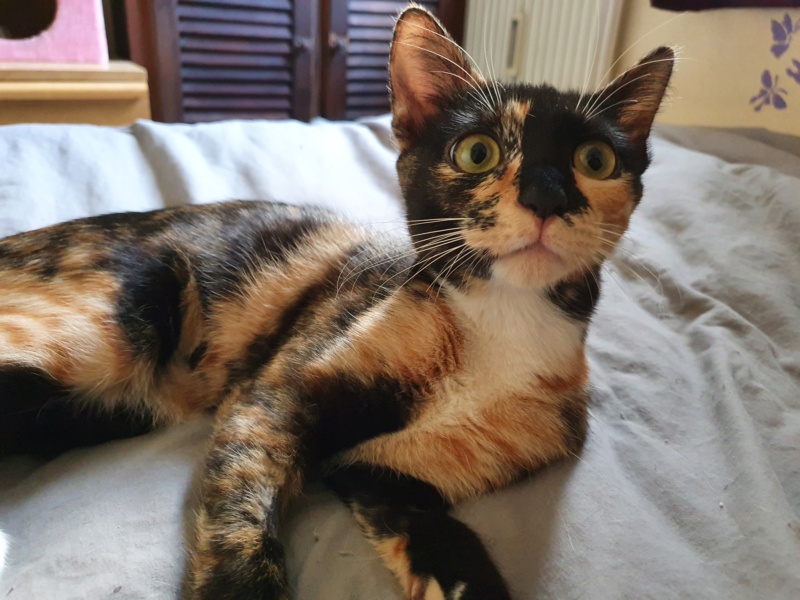 OHANA (ex AXENIA) - chaton femelle, née environ en septembre 2021 - en FA vers Bucarest (Roumanie) - En FA chez ABYSSE (92) - ADOPTEE PAR LUDIVINE (83) 20220254