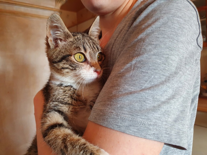 FLIPPER - chaton mâle, né environ en août 2021 - REMEMBER ME LAND - en FA chez ABYSSE (92) - Adopté par Eugène (93) 20220347