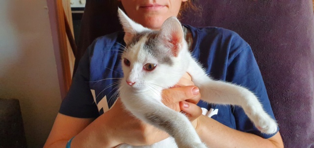 DINAH (ex MEDEA) - chaton femelle, née environ en avril 2022 - A la clinique de Mircea (Roumanie) - EN FA CHEZ ABYSSE (92) - ADOPTEE PAR SANDRINE (94) 20220950