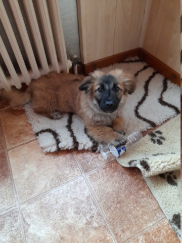 SALLY (ex RITOURNELLE) - chiot femelle, de taille petite à moyenne à l'âge adulte - née environ en octobre 2022 - Centre RM Pascani (Roumanie) - Adoptée par Sophie (57)  20230398