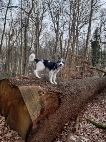 LULA - chiot femelle, de taille moyenne à grande à l'âge adulte - née environ en juin 2022 - (Centre RM Pascani en Roumanie) - Adoptée par Virginie (1060 - Belgique)  20230502