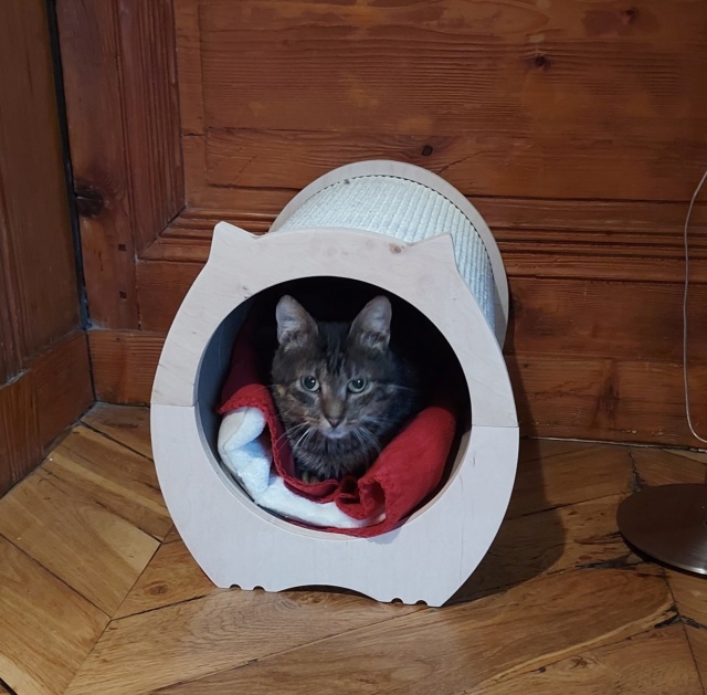 MOLI (ex MOLAR) - chat mâle, né environ en janvier 2016 - au refuge chez Gina à Tergu Neamt (Roumanie) - Adopté par Ewa (69) 20231129