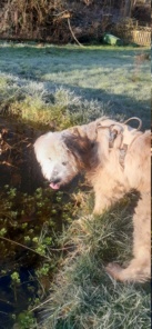 TEDDY (ex ECHO) - mâle, de taille moyenne à grande - né environ en septembre 2013 - (Centre RM Pascani en Roumanie) - en FA chez Fanny (4990 - Belgique) - Adopté par Marie Christine (Belgique)  - Page 4 20240319