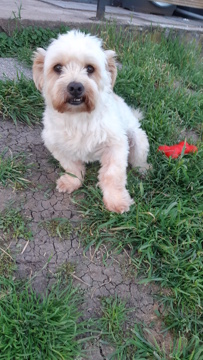 BOBITA - typé croisé bichon, mâle, de petite taille - né environ en juillet 2015 - REMEMBER ME LAND - en FA chez Marie (57) - ADOPTE PAR Doriane (57)  - Page 2 20240615