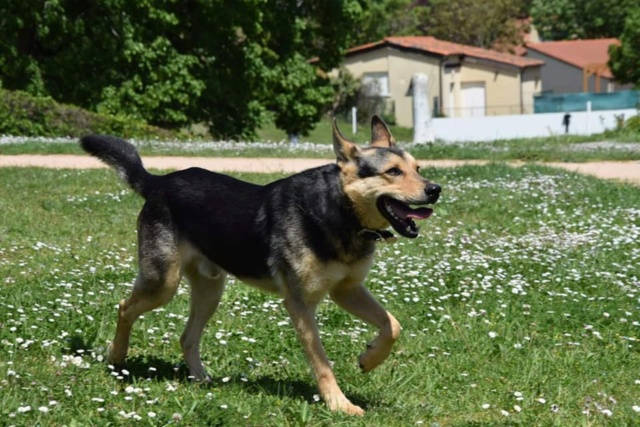 EROS (ex ARTABAN) - mâle, de taille moyenne, né environ en juin 2017 - REMEMBER ME LAND - Adopté par Amandine (63) 21547910