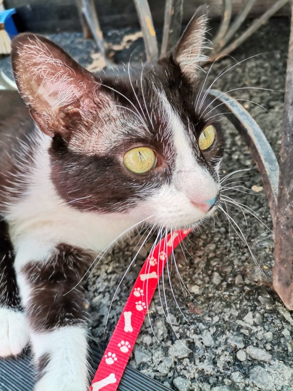 NIKO - chat mâle, né environ en mai 2019 - CLINIQUE DE MIRCEA (Roumanie) - ADOPTE EN ALLEMAGNE 21626110