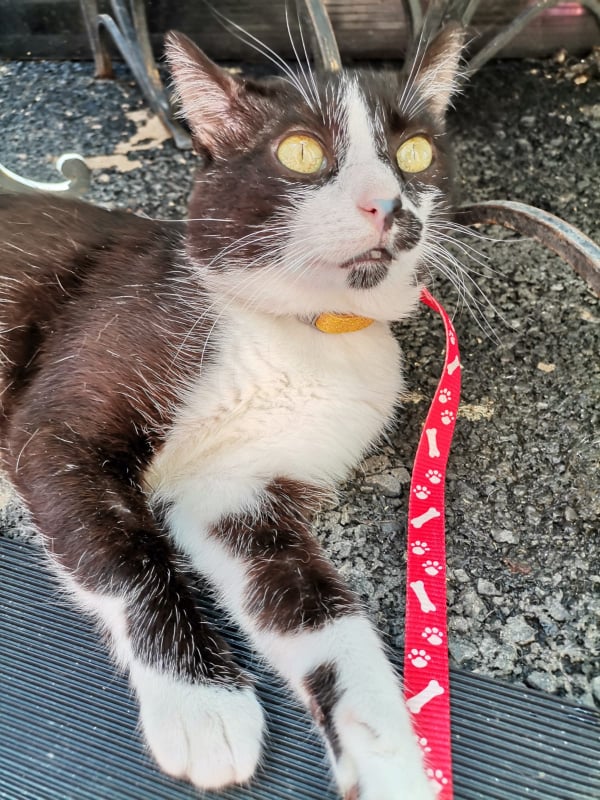 NIKO - chat mâle, né environ en mai 2019 - CLINIQUE DE MIRCEA (Roumanie) - ADOPTE EN ALLEMAGNE 21836610