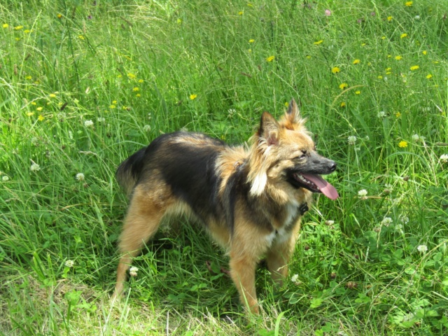 CANIGOU (ex CINCINNATI) - chiot femelle, de taille petite à moyenne à l'âge adulte - née environ en mi avril 2020 - adoptée par Pauline (Belgique)  - Page 3 21914711