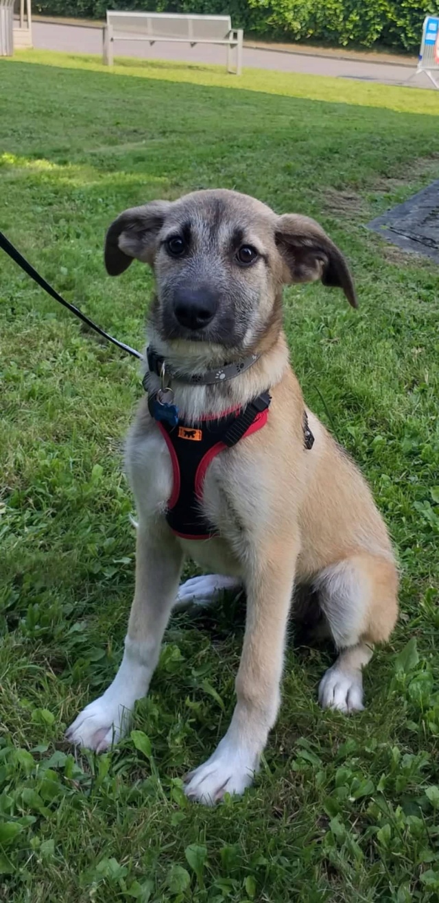 TOSCANE (ex INDIA) - chiot femelle, de taille moyenne à l'âge adulte - née environ en début février 2021 - Adoptée par Marianne (Belgique) 21946410