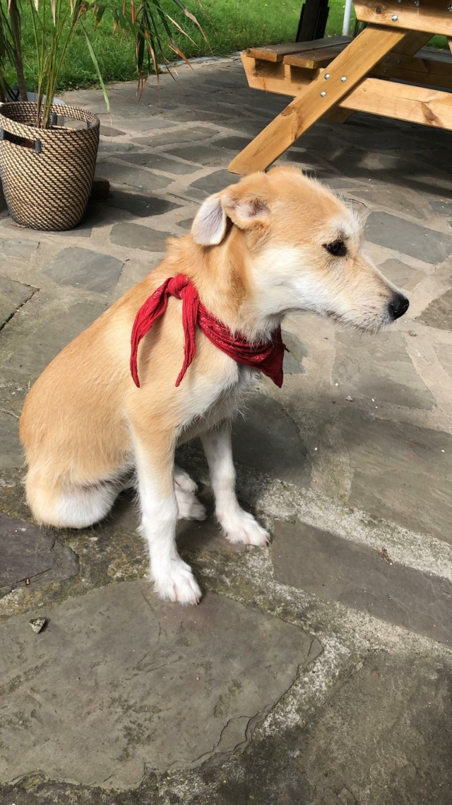 BONNIE (ex CHENNAI) - chiot femelle, de taille moyenne à l'âge adulte - née environ en fin janvier 2021 - Adoptée par Mathilde (Belgique)  22714710