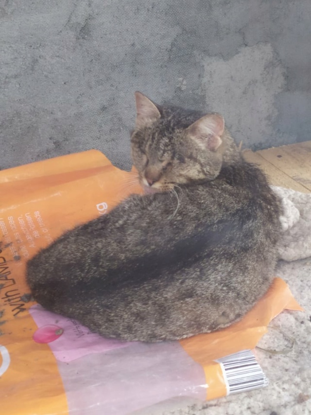 PERSEVERANCE, chat femelle, née environ en ?? - (Targu Neamt) - A la clinique (Roumanie)- ADOPTEE EN ROUMANIE 22809510