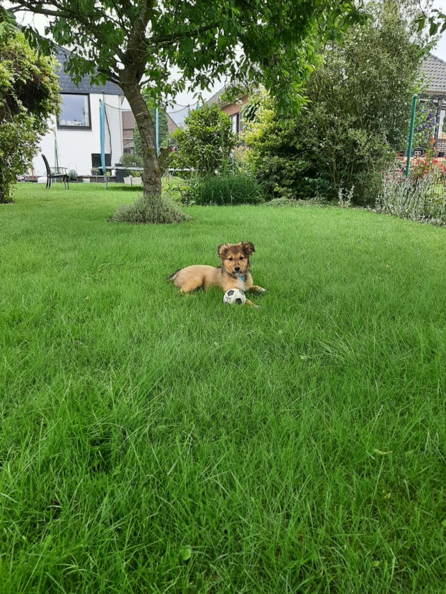 ARCKIA - chiot femelle, de taille petite à moyenne à l'âge adulte - née environ en début février 2021 - en FA chez Lili (Roumanie) - Adoptée par Aurélie (BELGIQUE)  22915410