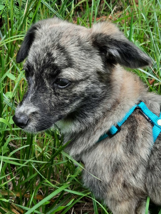 SIRA (ex AMIDALA) - chiot femelle, de taille petite à moyenne à l'âge adulte - née environ en mi-mars 2021 - REMEMBER ME LAND - Adoptée par Clémence (44)  22976010