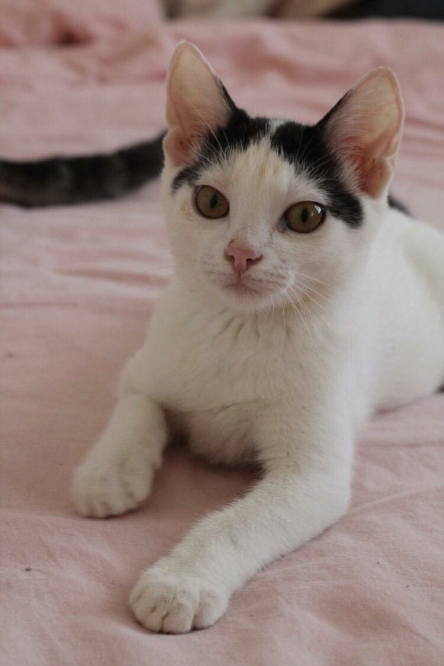 SIMBA - chaton mâle, né environ en mars 2021 - En FA chez Morgane (95) - ADOPTE PAR MANON (78) 23442510