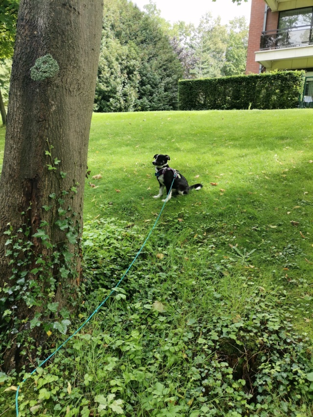 SIMBA (ex WILLIAMS) - chiot mâle, de taille petite à moyenne à l'âge adulte - né environ mi-mars 2021 - REMEMBER ME LAND - Adopté par Carlo (Belgique)  23613410