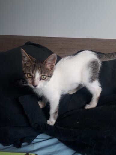 SOOKI (ex LASPALINE) - chaton femelle, née environ en avril 2021 - A la clinique de Lucian (Roumanie) - Adoptée par Maeva (13)  24120710