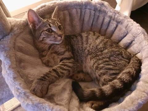 BRETZEL - chaton mâle, né environ en mars 2021 - Adopté par Flavie et Sami (13)  24145910