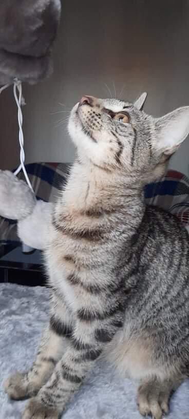 BRETZEL - chaton mâle, né environ en mars 2021 - Adopté par Flavie et Sami (13)  24146812
