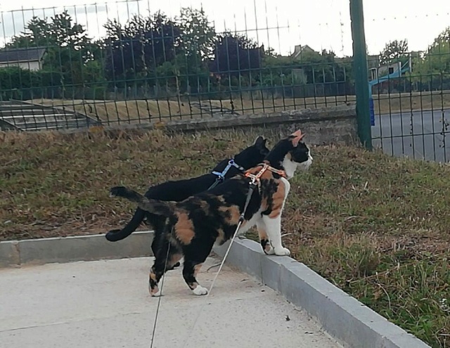 LILI (ex LAZULI) - chaton femelle, née environ en août 2020 - En FA chez Sixtine et Romain (42) - adoptée par Marie-Elisabeth (03) 24163111