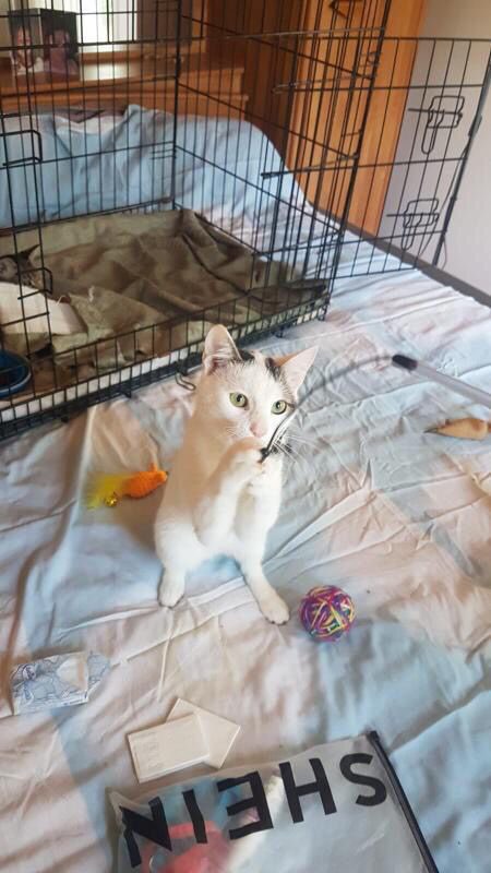 TEZZ - chaton mâle, né environ en décembre 2020 - REMEMBER ME LAND - Adopté par Damien (13)  24163311