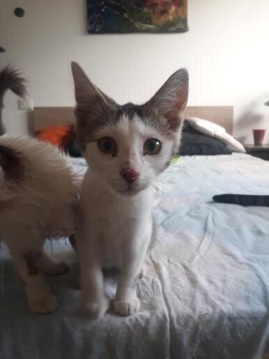 SHAMAN (ex CHEVALIER) - chaton mâle, né environ en mi avril 2021 - A la clinique de Lucian (Roumanie) - En FA chez Laurie (depart13) - Adopté par Céline et Guillaume (13) 24163410