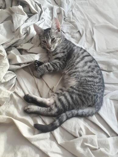 MILO (ex KOUGLOFF) - chaton mâle, né environ en mars 2021 - Adopté par Ludivine (83)  24163710