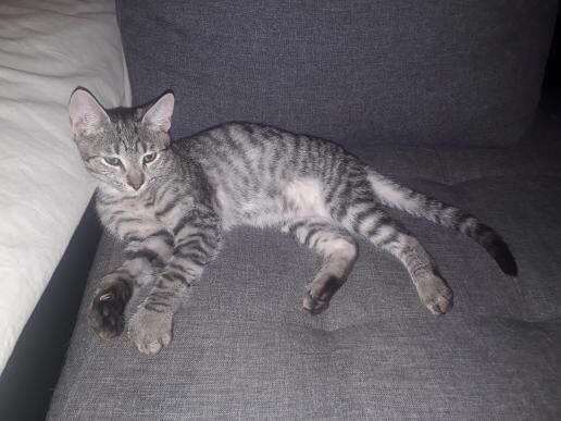 MILO (ex KOUGLOFF) - chaton mâle, né environ en mars 2021 - Adopté par Ludivine (83)  24163811