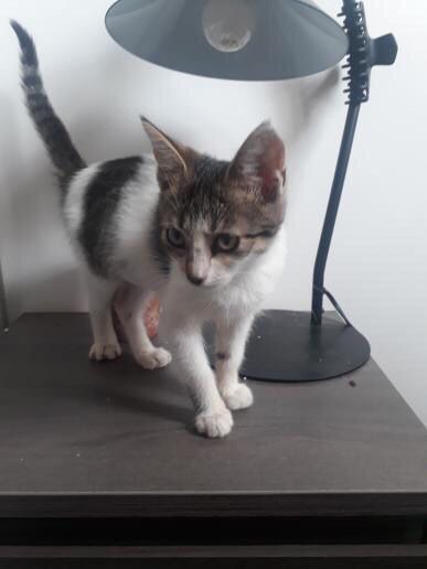SOOKI (ex LASPALINE) - chaton femelle, née environ en avril 2021 - A la clinique de Lucian (Roumanie) - Adoptée par Maeva (13)  24164710