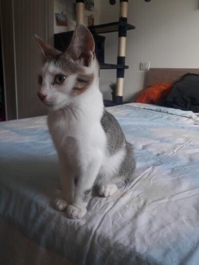 SHAMAN (ex CHEVALIER) - chaton mâle, né environ en mi avril 2021 - A la clinique de Lucian (Roumanie) - En FA chez Laurie (depart13) - Adopté par Céline et Guillaume (13) 24166310