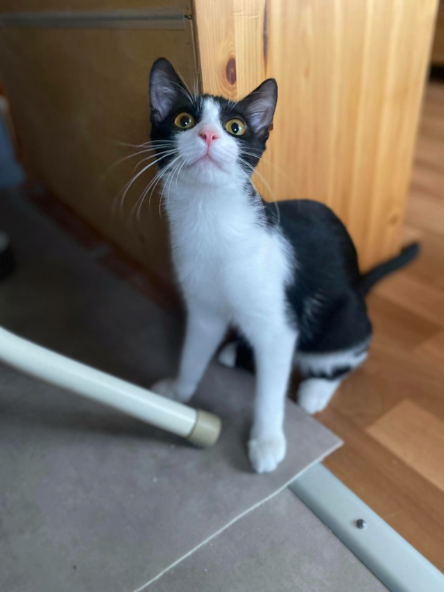 ROBIN, chaton mâle - né en mars 2021 - En FA chez Valérie (92) - Adopté par Lucrèce (92) 24230110