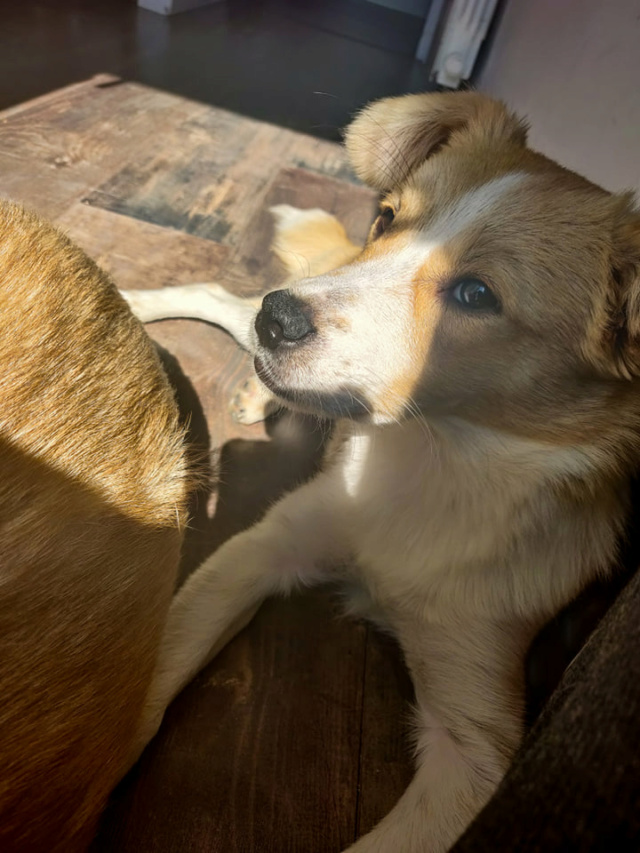 JANY - chiot femelle, de taille moyenne à l'âge adulte - née environ en mars 2021 - REMEMBER ME LAND - Adoptée par Léa et Esteban (95)  24263910