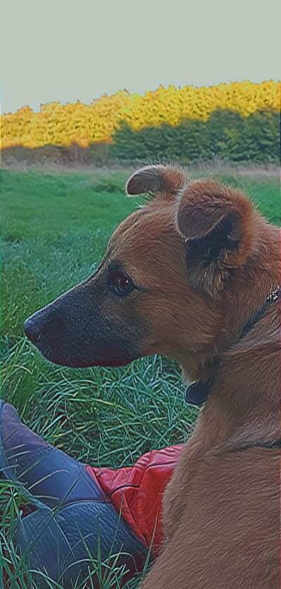 SPIKE (ex THEMIS) - chiot mâle borgne, de petite taille à moyenne à l'âge adulte - né environ en octobre 2020 - REMEMBER ME LAND - Adopté par Katia (Belgique)  24305810