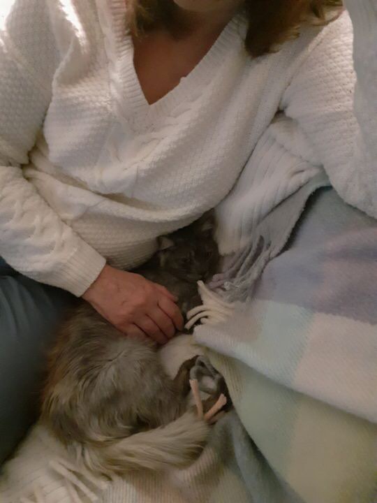 SENCHA (ex WINRY) - chaton femelle, née environ en janvier 2021 - En FA chez Sixtine et Romain (42) - Adoptée par Nathalie (69)  24563410