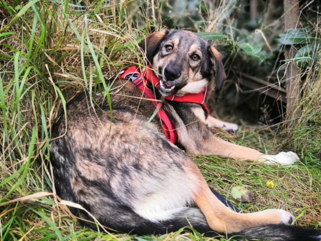 YULE (ex SAMPRA) - chiot femelle, de taille moyenne à l'âge adulte - née environ en février 2021 (Targu Neamt)  - REMEMBER ME LAND - Adoptée par Océane (Belgique)  24665710