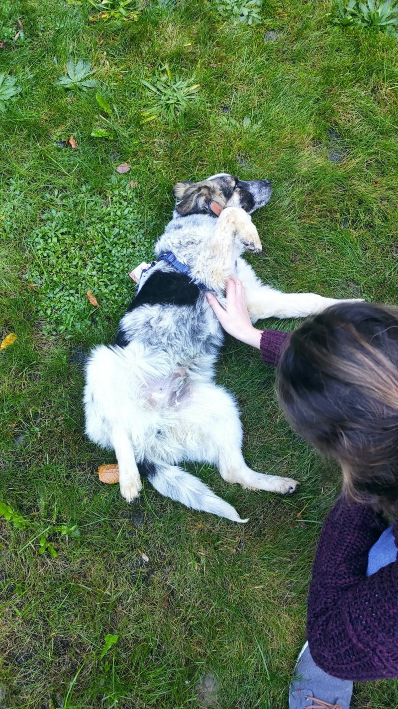 LOKI (ex DAMON) - chiot mâle, de taille moyenne à l'âge adulte - né environ en mars 2022 - REMEMBER ME LAND - Adopté par Céleste (4000 - Belgique)  247