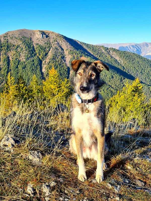 YUKI (ex YUKON) - chiot mâle, de taille petite à moyenne à l'âge adulte - né environ en octobre 2020 - REMEMBER ME LAND - Adopté par Anne-Laure (06) 24838510