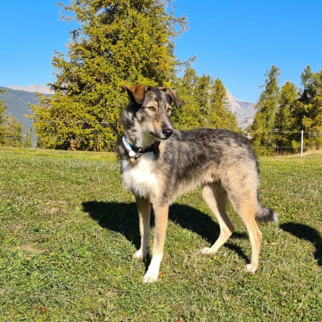 YUKI (ex YUKON) - chiot mâle, de taille petite à moyenne à l'âge adulte - né environ en octobre 2020 - REMEMBER ME LAND - Adopté par Anne-Laure (06) 24965810