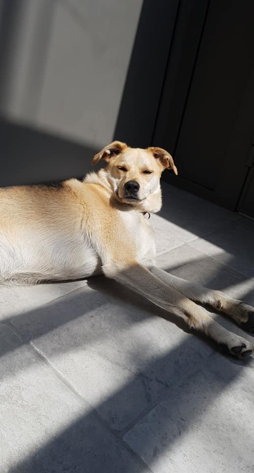 ROLLER - Chiot mâle - taille petite à l'âge adulte - Né environ mi novembre 2019 - PASCANI - Adopté par Laurence (88)  25416210